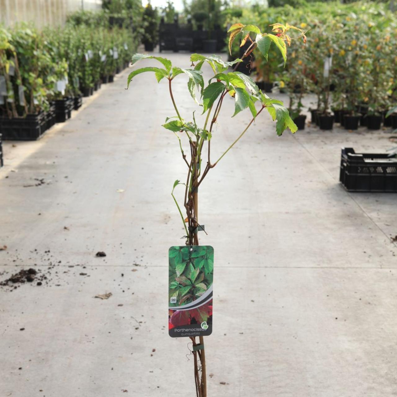 Parthenocissus quinquefolia plant