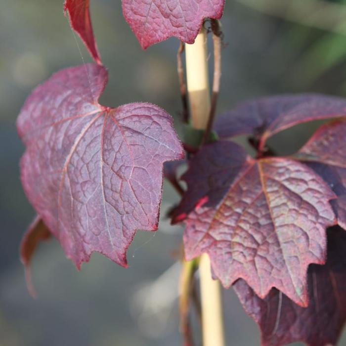 Parthenocissus tr. 'Purpurea' plant