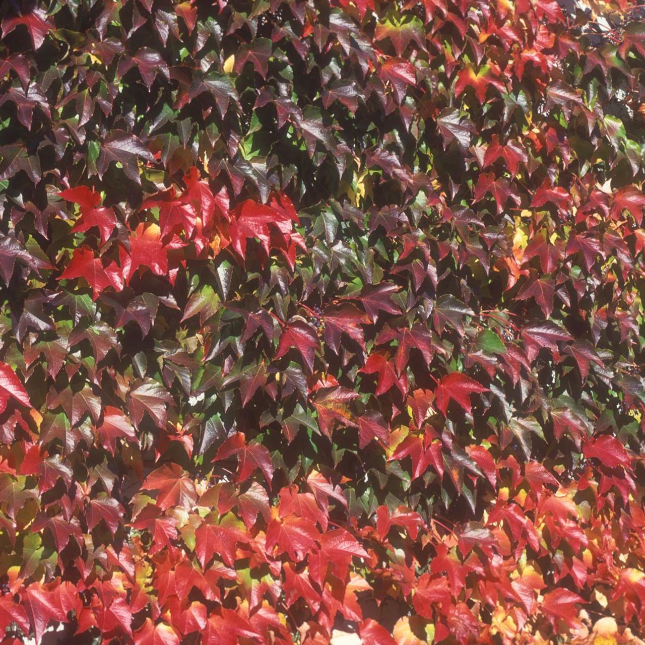 Parthenocissus tr. 'Veitch. Robus.' plant