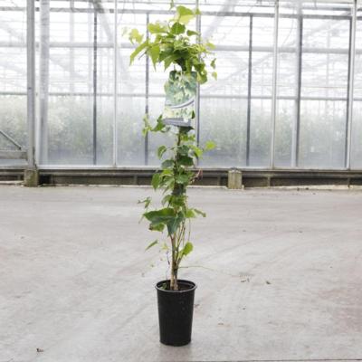 parthenocissus-tricuspidata-green-spring