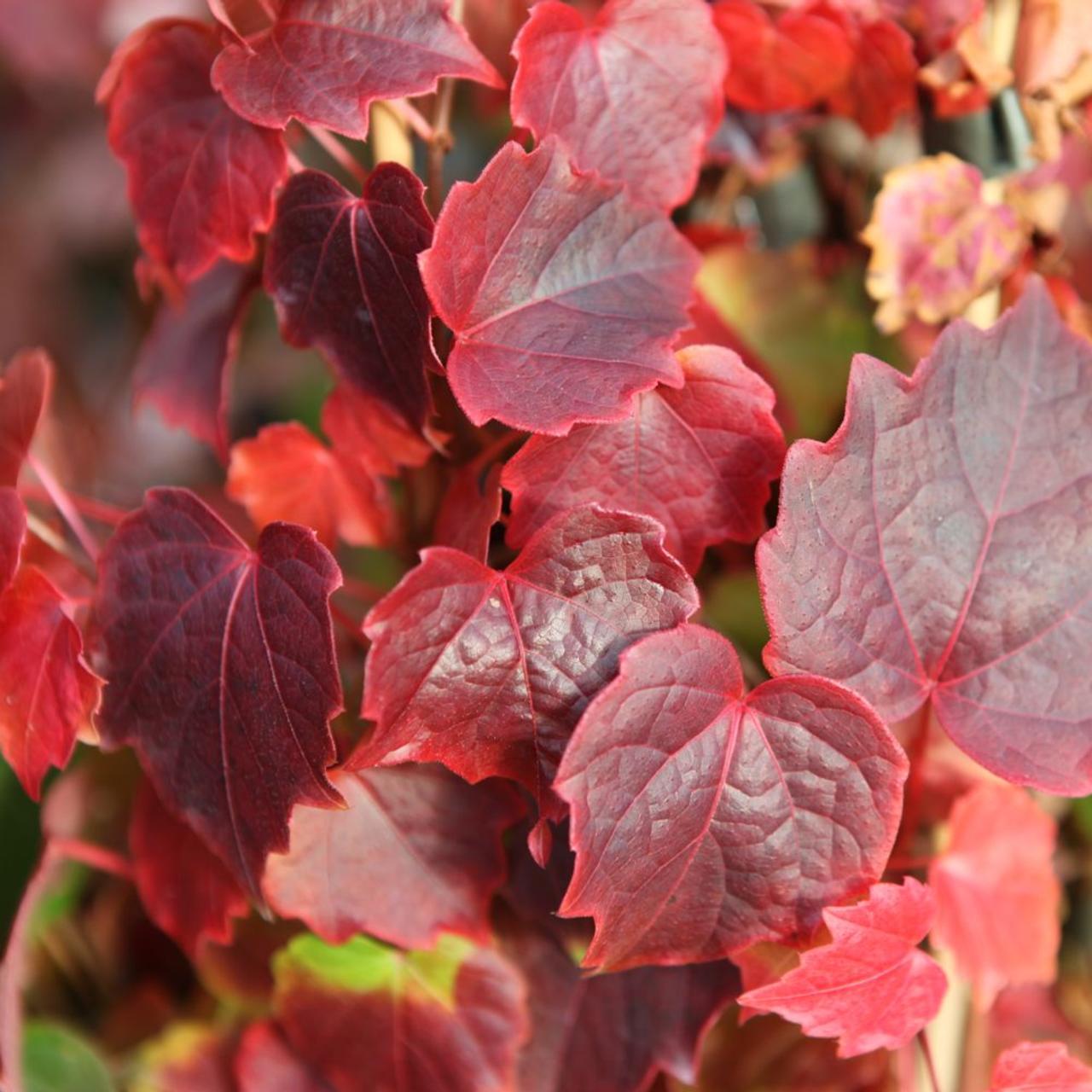 Parthenocissus tricuspidata 'Veitchii' plant