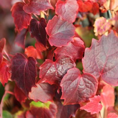 parthenocissus-tricuspidata-veitchii