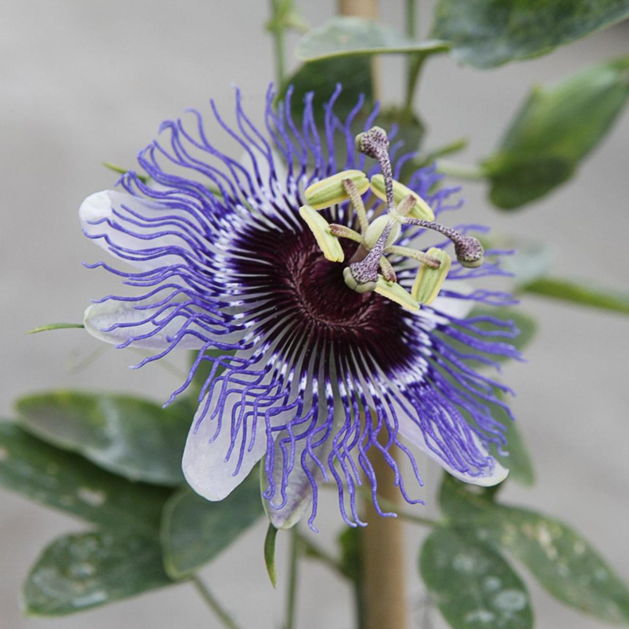 Passiflora 'Purple Haze' plant
