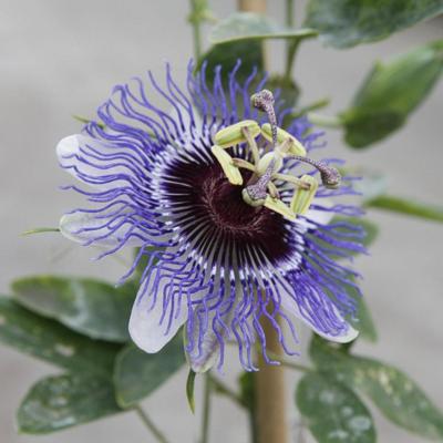 passiflora-purple-haze