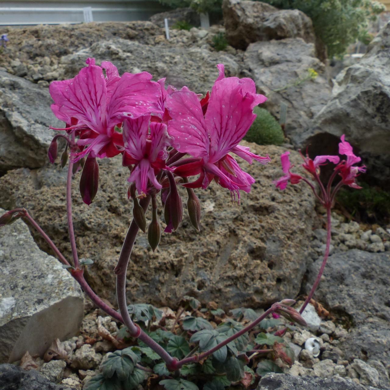 Pelargonium endlicherianum red form plant