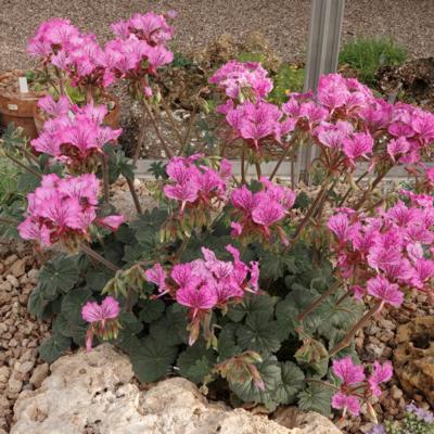 pelargonium-endlicherianum