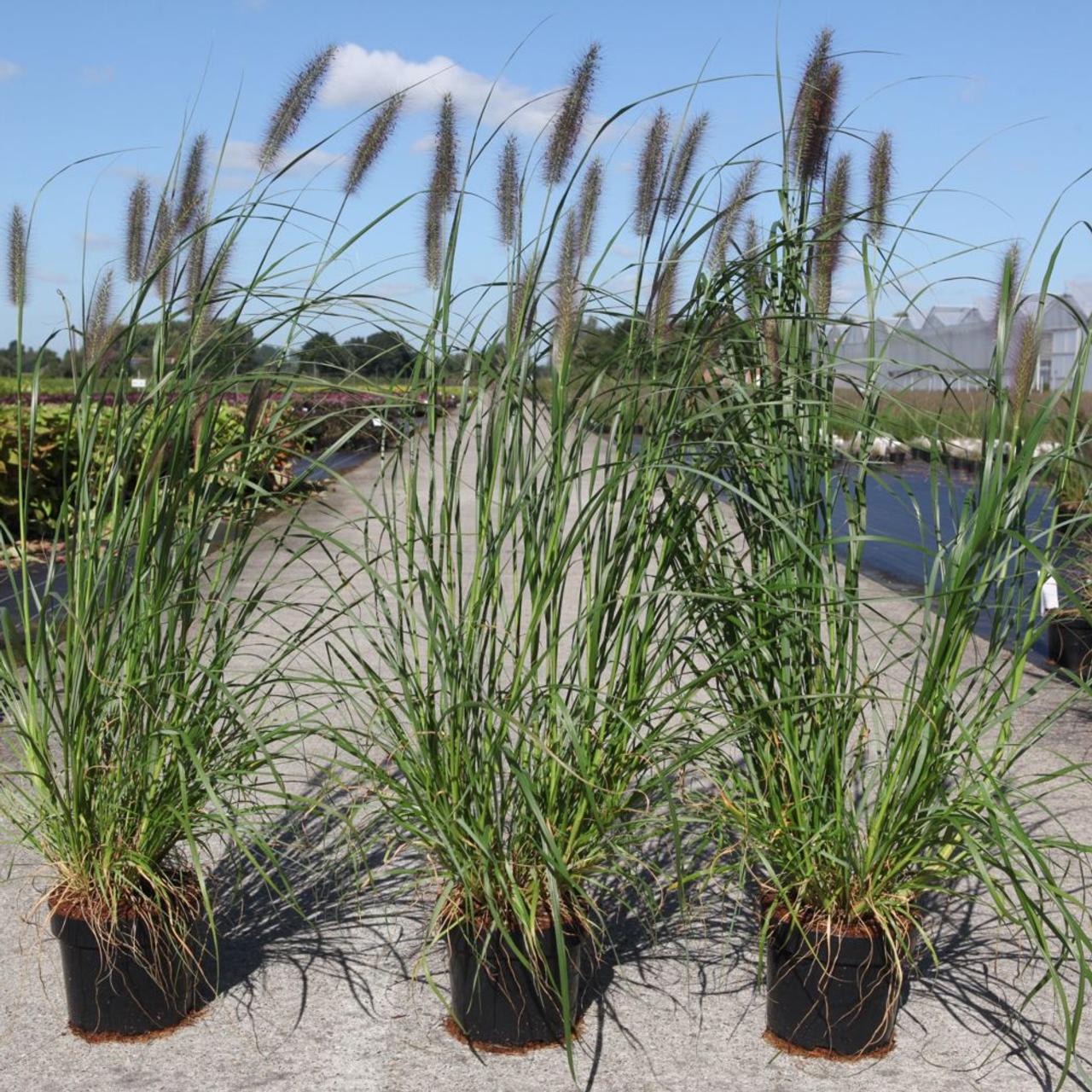 Pennisetum alopecuroides 'Moudry' plant