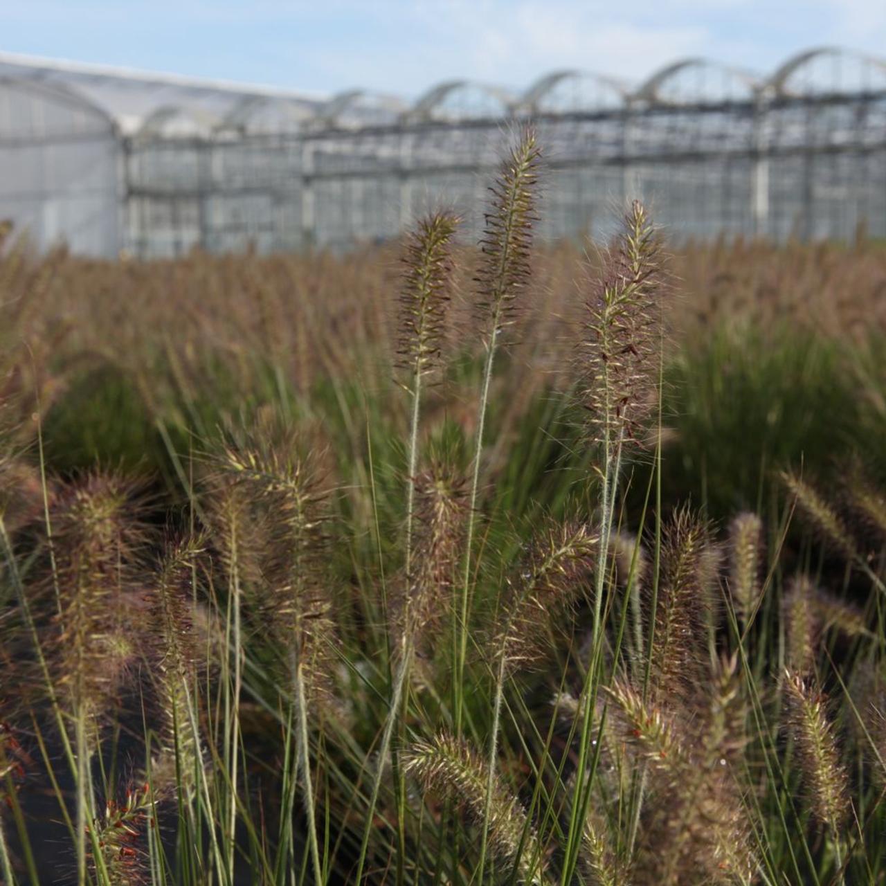 Pennisetum alopecuroides 'Hameln' plant