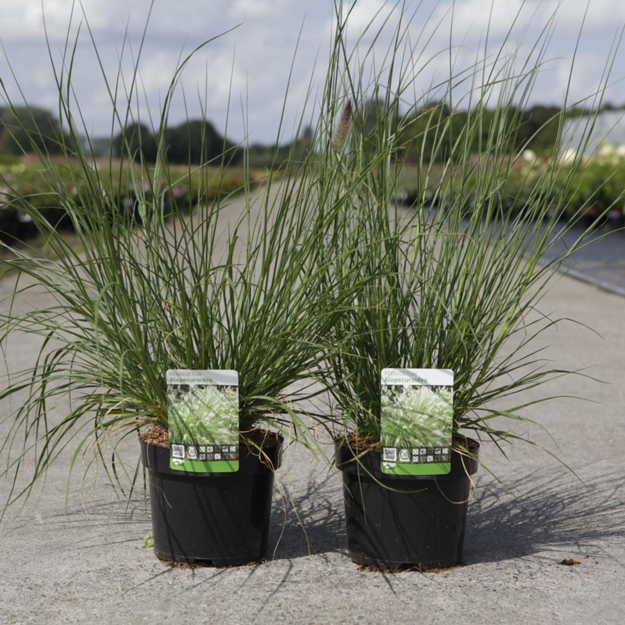 Pennisetum alopecuroides plant