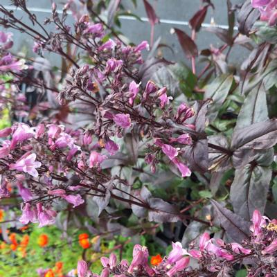 penstemon-midnight-masquerade