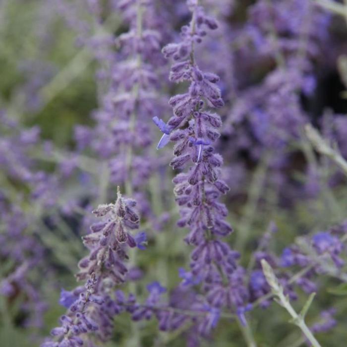 Perovskia atriplicifolia 'Blue Spire' plant