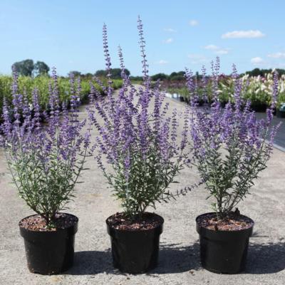 perovskia-atriplicifolia-prime-time
