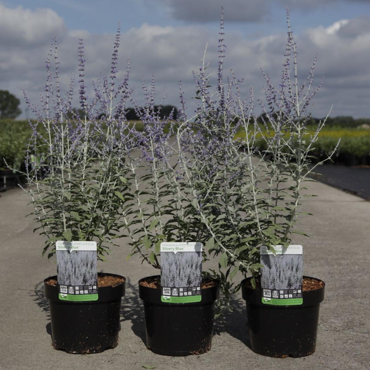 Perovskia atriplicifolia 'Silvery Blue' plant