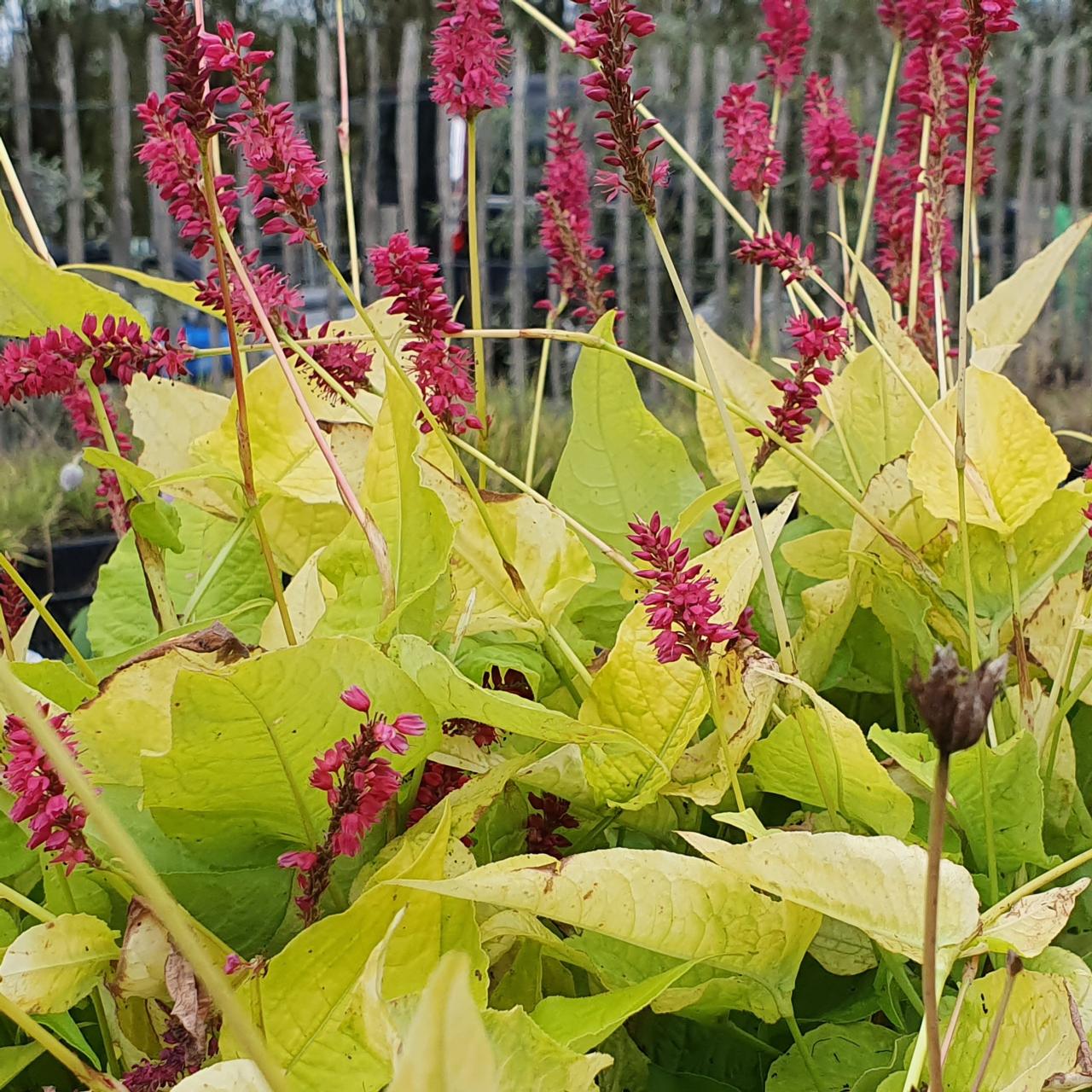 Persicaria amplexicaulis 'Golden Arrow' plant