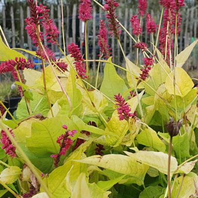 persicaria-amplexicaulis-golden-arrow