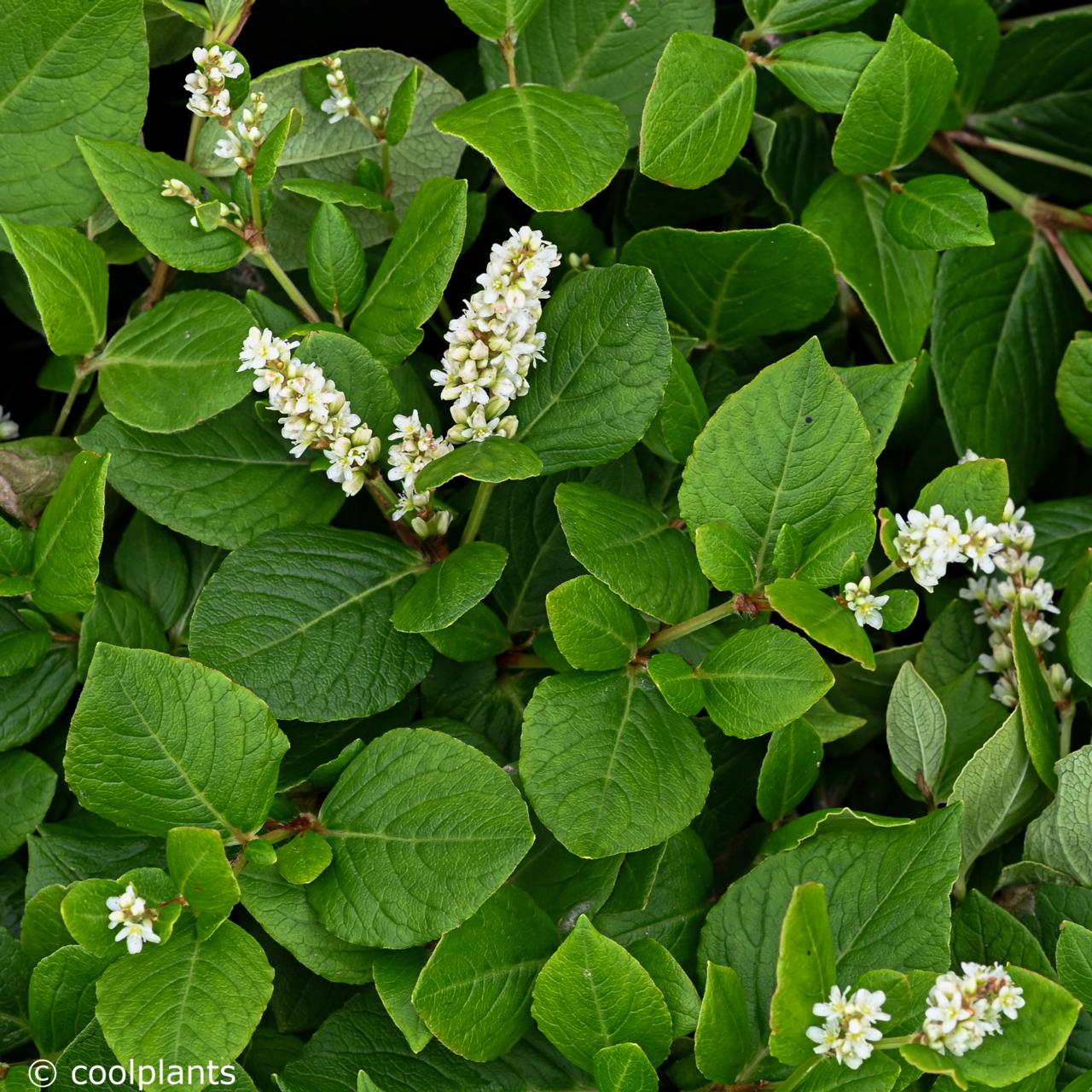 Persicaria kahil plant