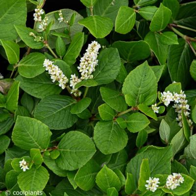 persicaria-kahil