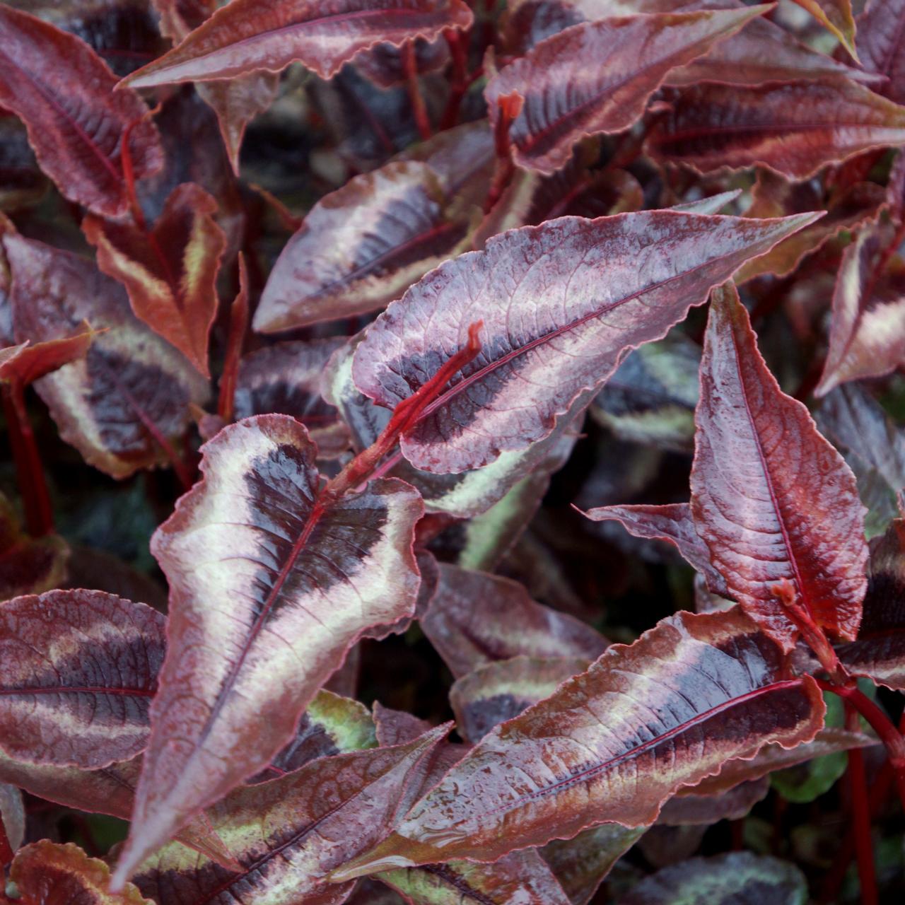 Persicaria 'Red Dragon' plant