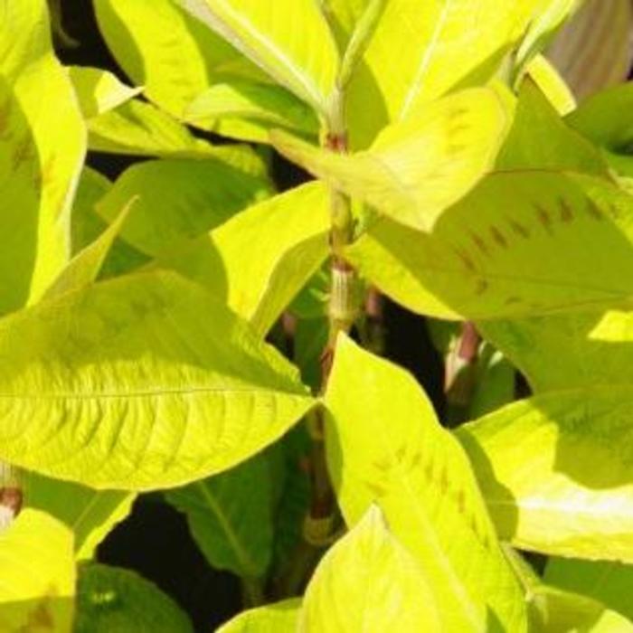 Persicaria virginiana 'Brushstrokes' plant