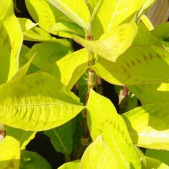 Persicaria virginiana 'Brushstrokes' plant