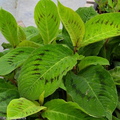 persicaria-virginiana-brushstrokes