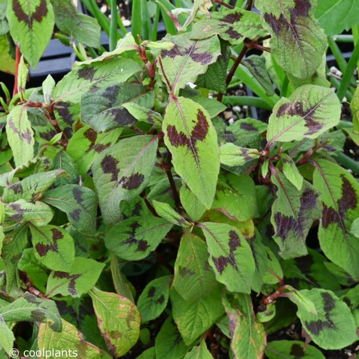 Persicaria virginiana 'Lance Corporal' plant