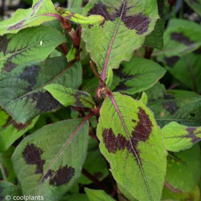 persicaria-virginiana-lance-corporal