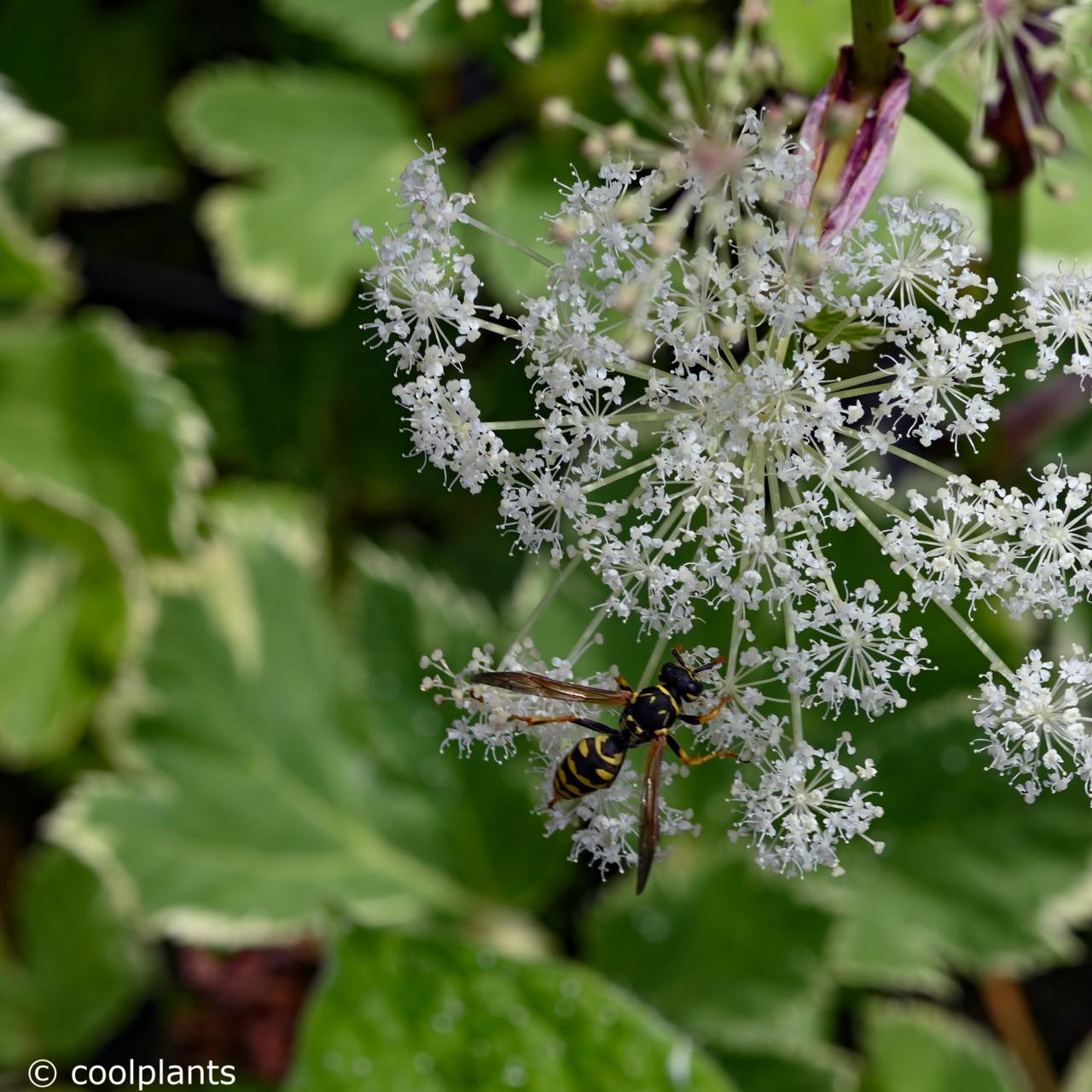 Peucedanum ostruthium 'Daphnis' plant