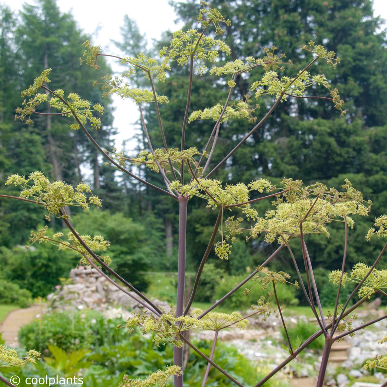 Peucedanum verticillare plant