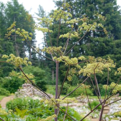 peucedanum-verticillare