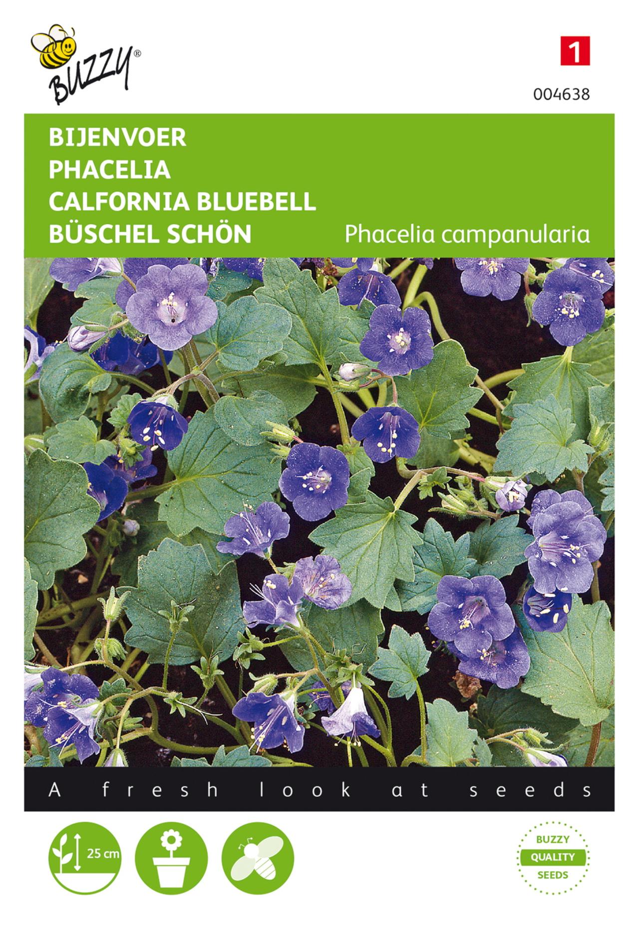 Phacelia campanularia plant