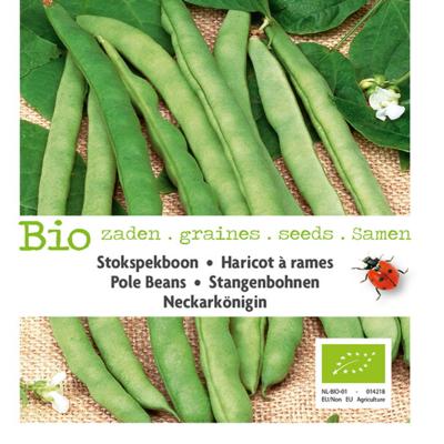 phaseolus-vulgaris-neckarkonigin-bio