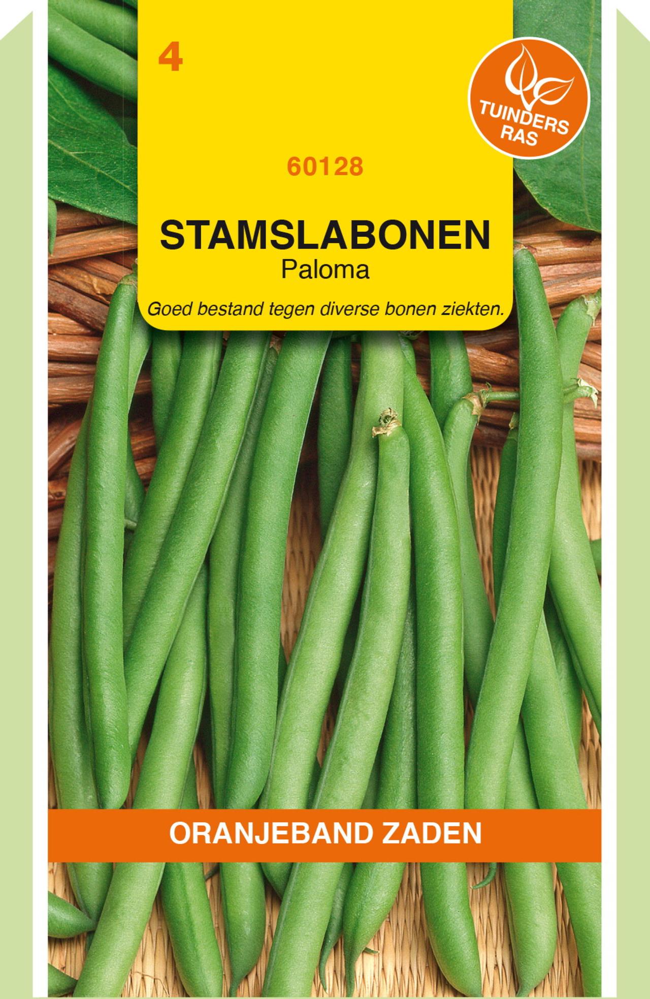 Phaseolus vulgaris 'Paloma' plant