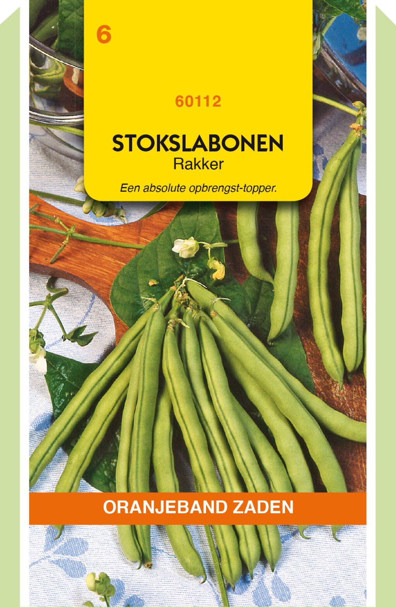 Phaseolus vulgaris 'Rakker' plant
