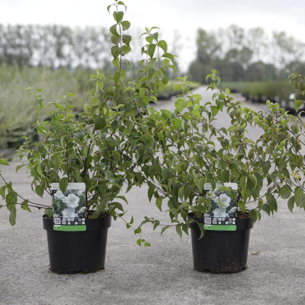 Philadelphus 'Beauclerk' plant