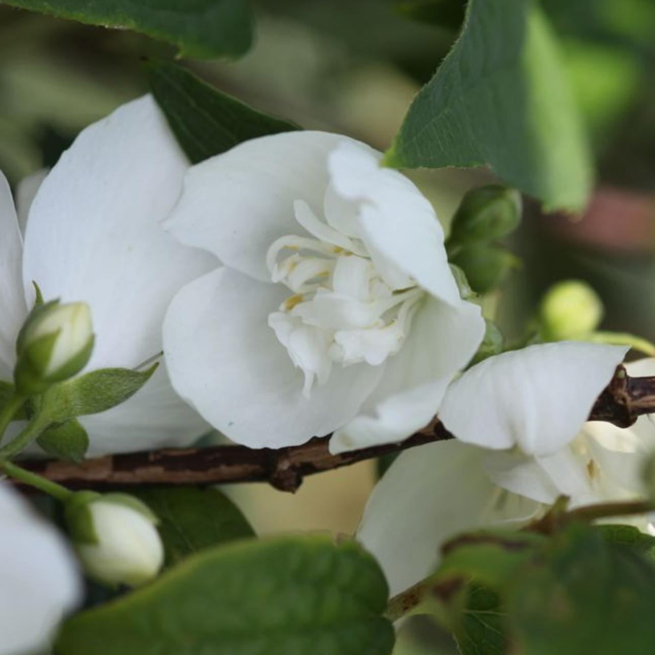 Philadelphus 'Belle Etoile' plant