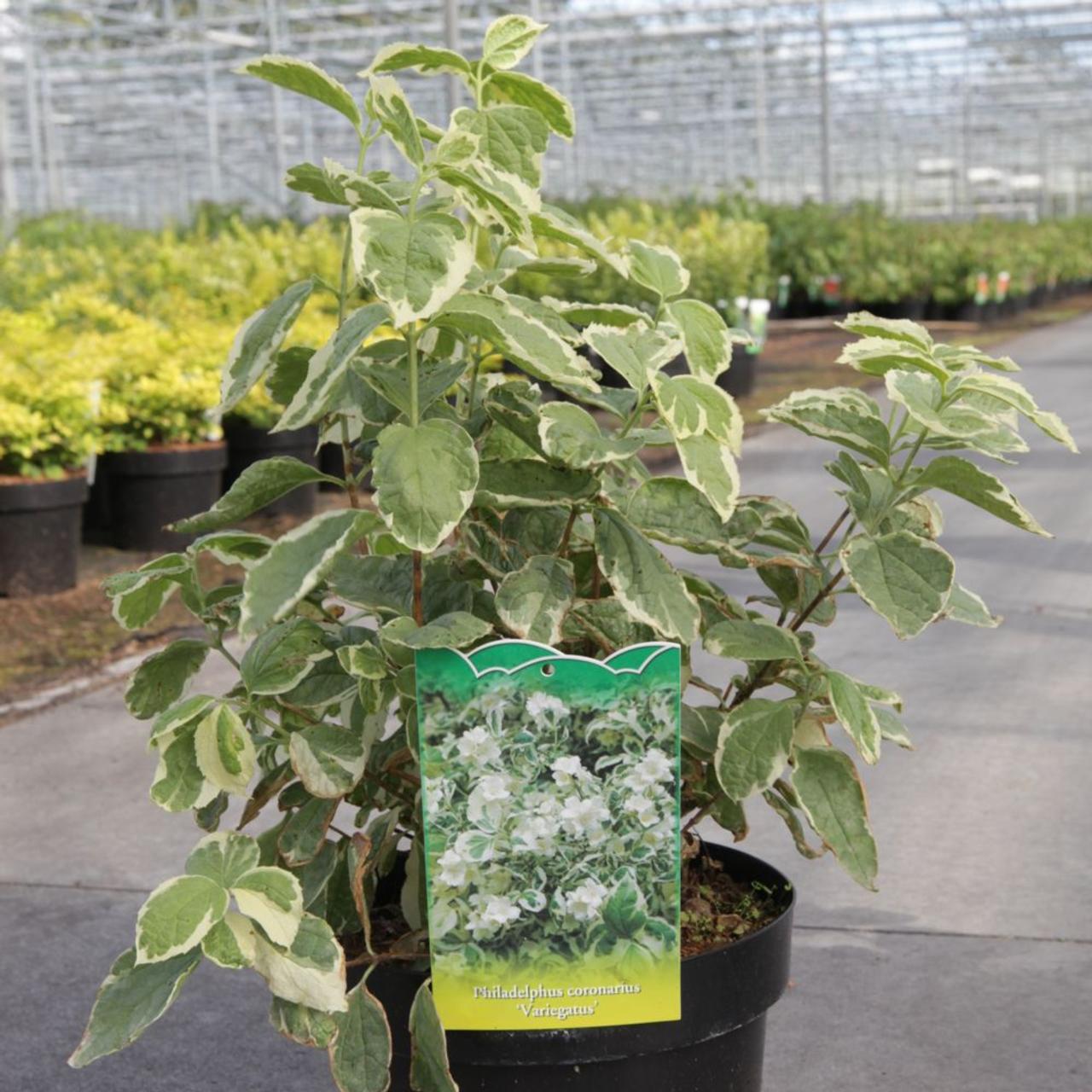 Philadelphus coron. 'Variegatus' plant