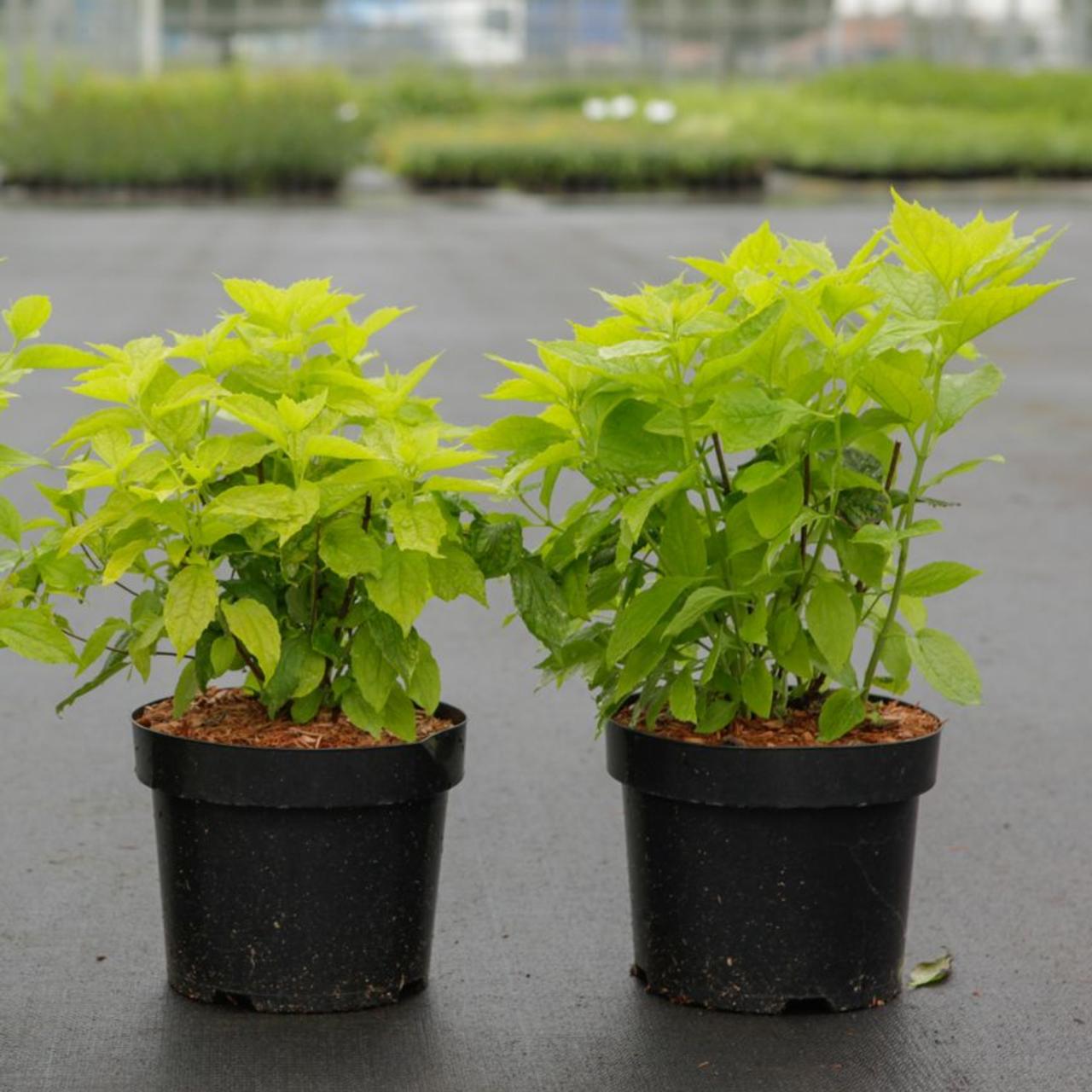 Philadelphus coronarius 'Aureus' plant