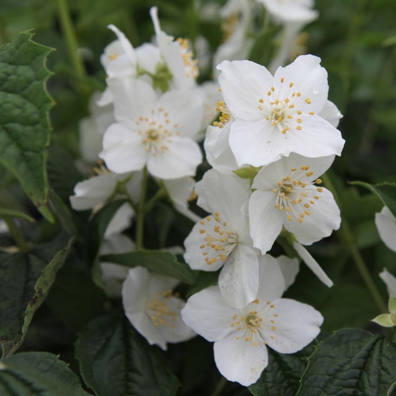 Philadelphus coronarius plant