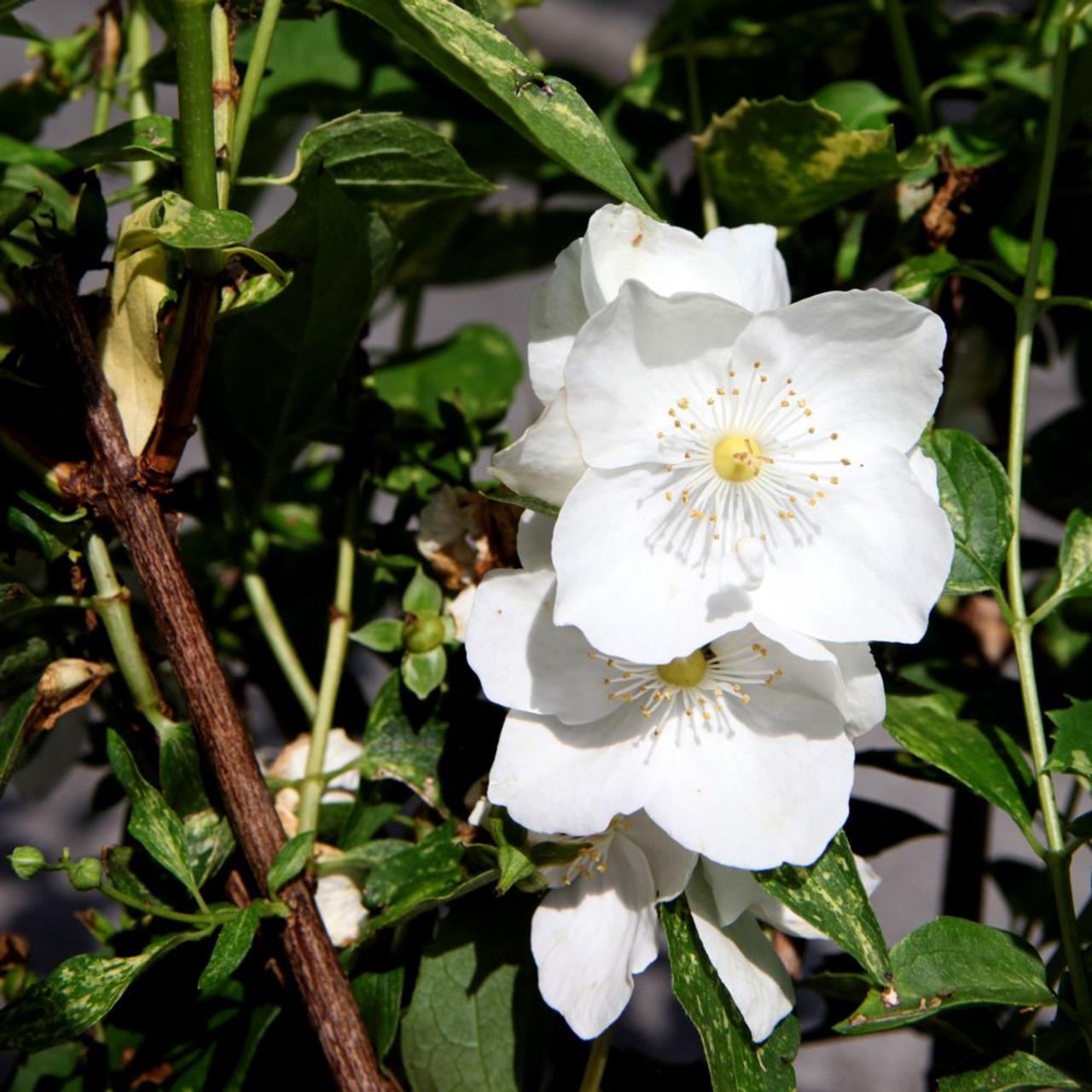 Philadelphus 'Innocence' plant