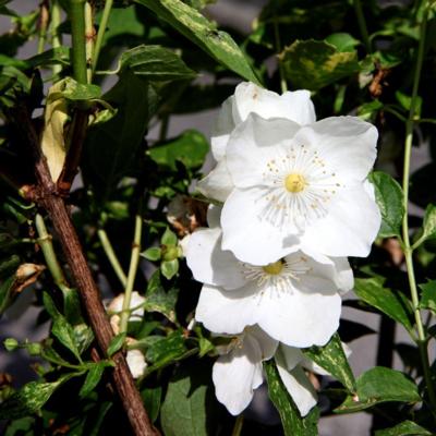 philadelphus-innocence