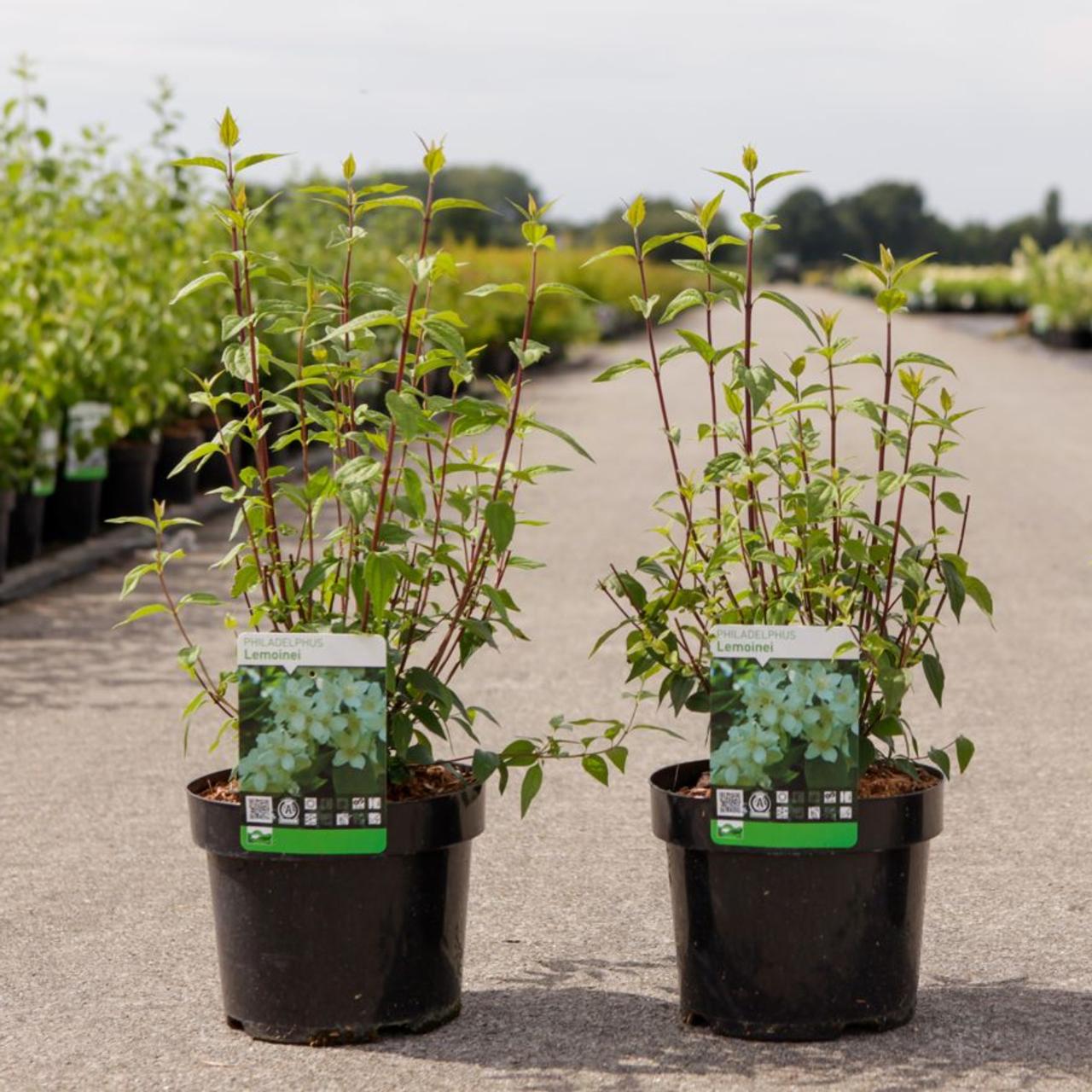 Philadelphus 'Lemoinei' plant