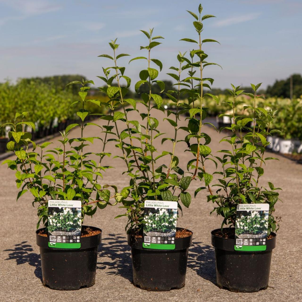 Philadelphus 'Little White Love' plant