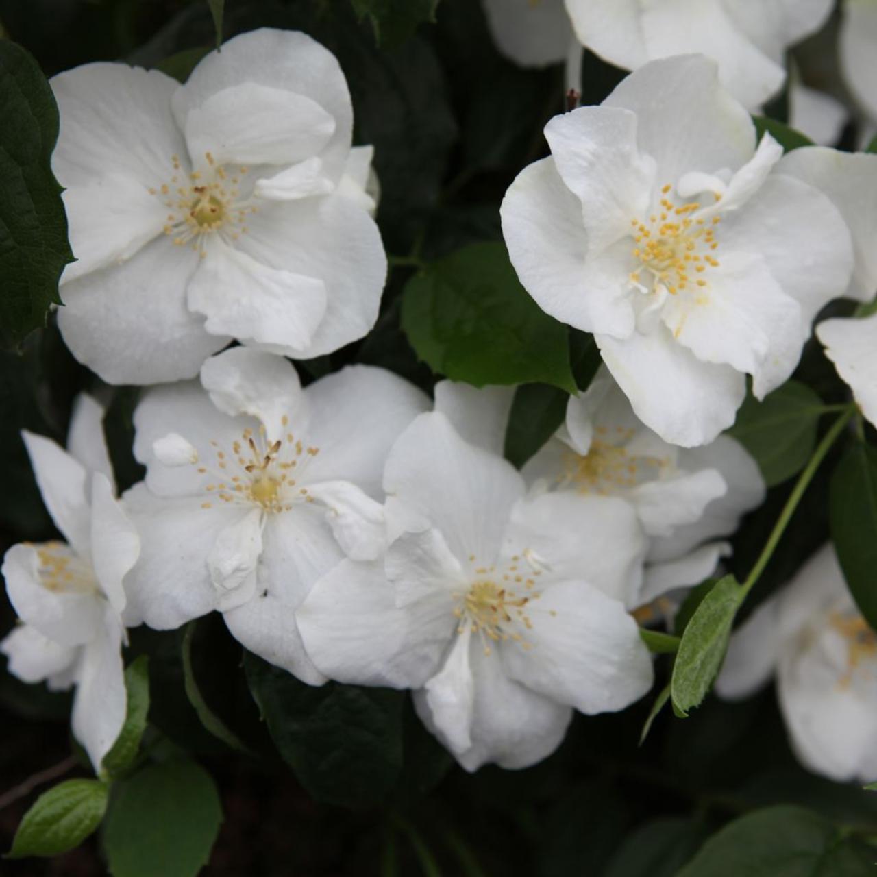 Philadelphus 'Natchez' plant