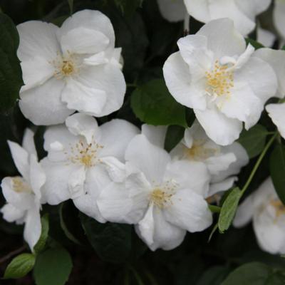 philadelphus-natchez