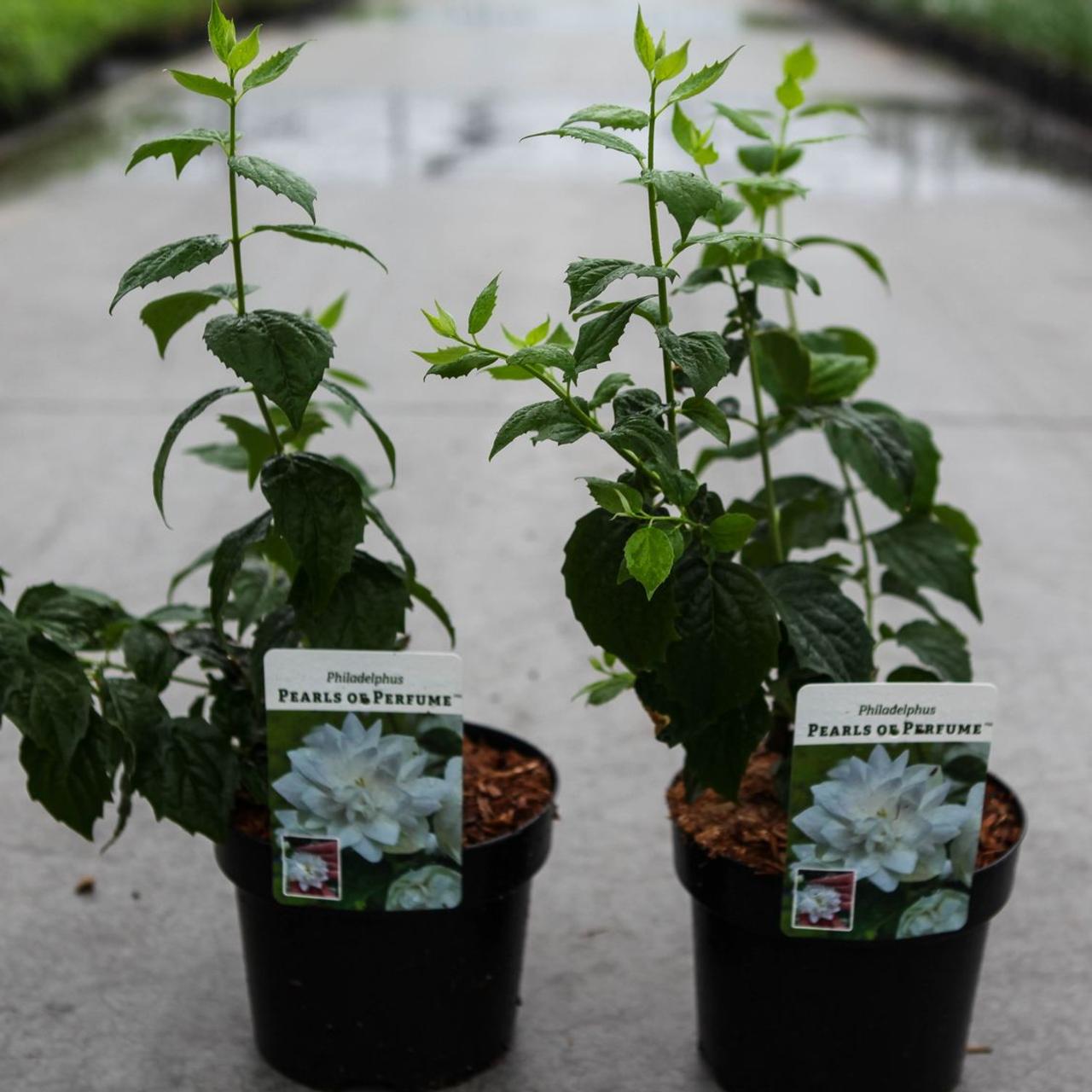 Philadelphus PEARLS OF PERFUME  plant