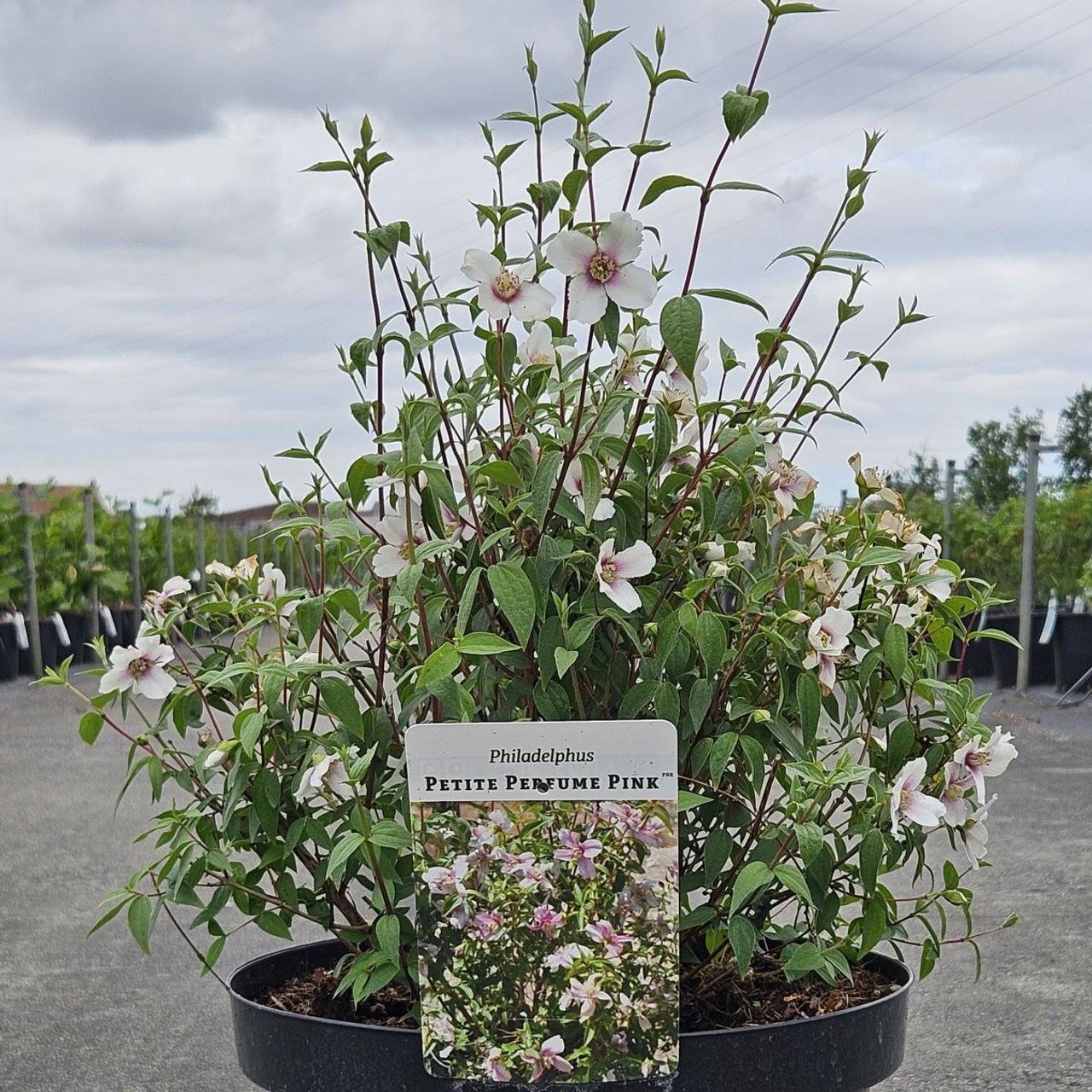 philadelphus-petite-perfume-pink Philadelphus 'Petite Perfume Pink' plant