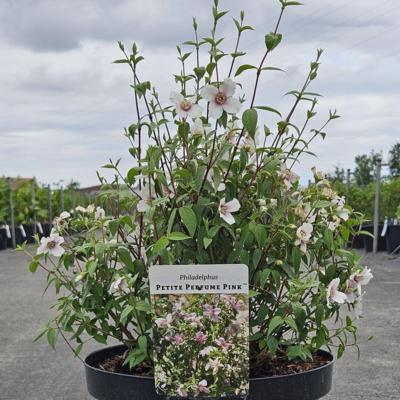 philadelphus-petite-perfume-pink