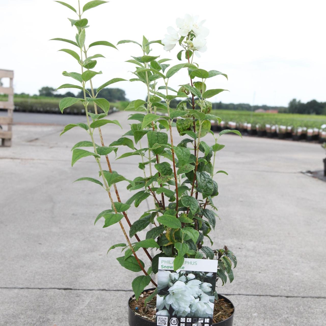philadelphus-snowbelle Philadelphus 'Snowbelle' plant