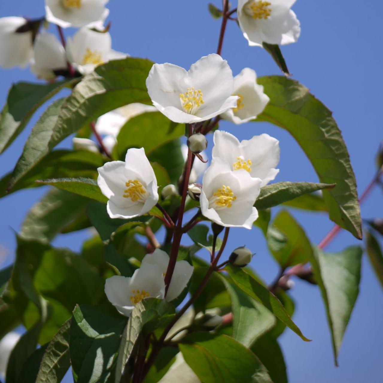 Philadelphus 'Starbright' plant